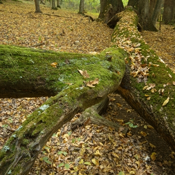 Parcul Natural Vânători - Neamț